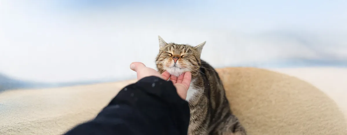 Why Do Cats Purr?
