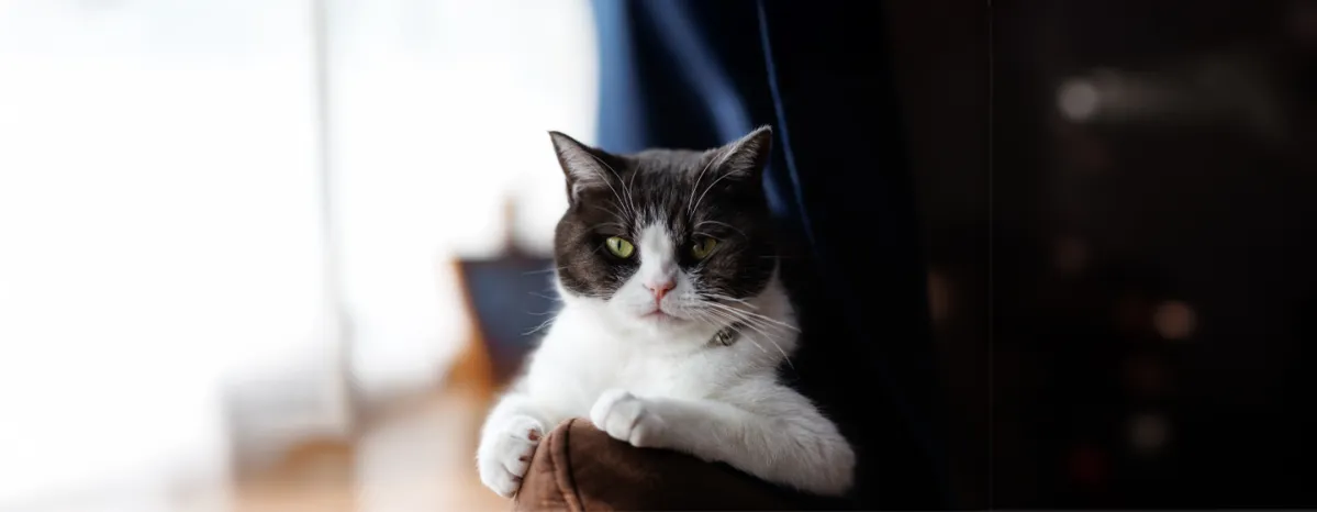 Why Does My Cat Stare at Me?