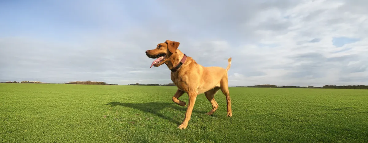 Luxating Patella in Dogs: Symptoms and Treatment