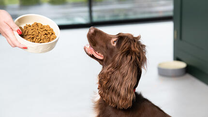 spaniel looking up at dog food bowl