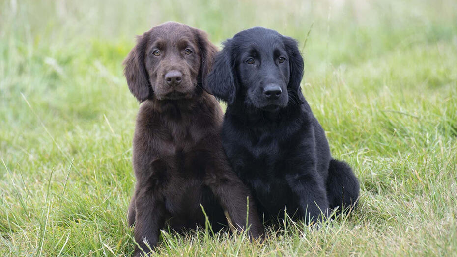 Brown and black dog showcasing its beauty