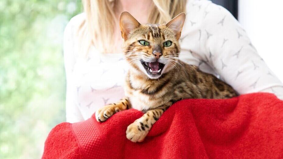 Brown striped cat meowing at night