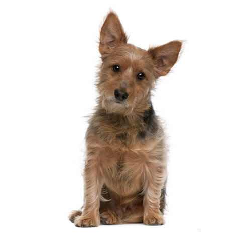 Australian Terrier