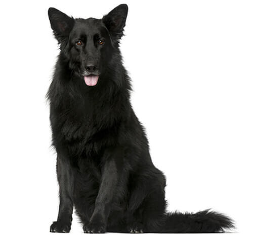 Belgian Shepherd Dog Groenendael