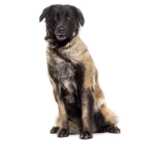 Estrela Mountain Dog