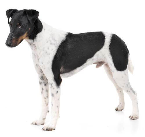 Fox Terrier Smooth Coat