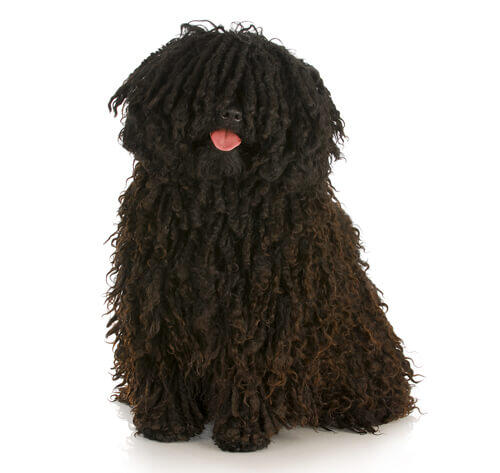 Hungarian Puli