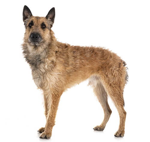 Belgian Shepherd Dog Laekenois