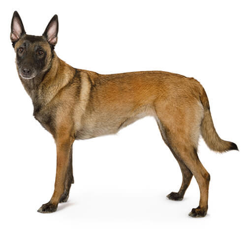 Belgian Shepherd Dog Malinois
