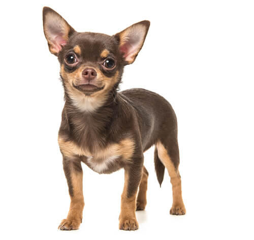 Chihuahua (Smooth Coat)