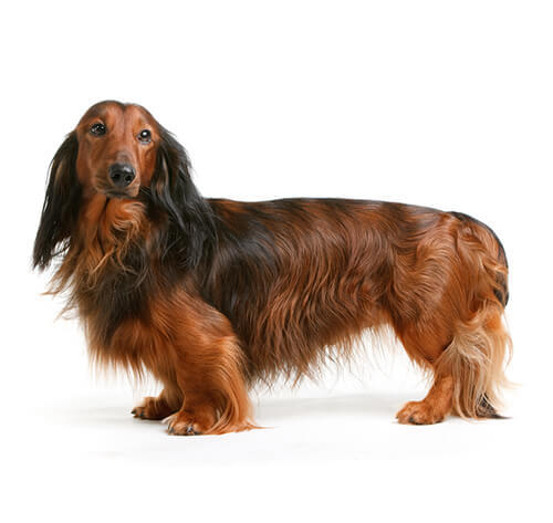 Dachshund (Long-Haired)