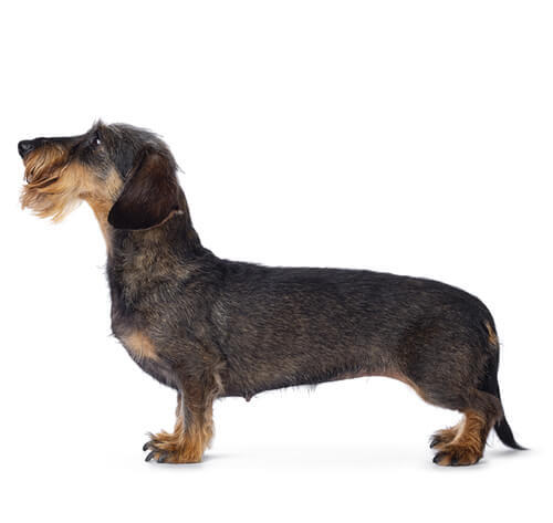 Dachshund (Wire-Haired)