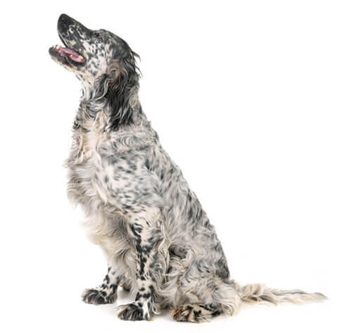 English Setter