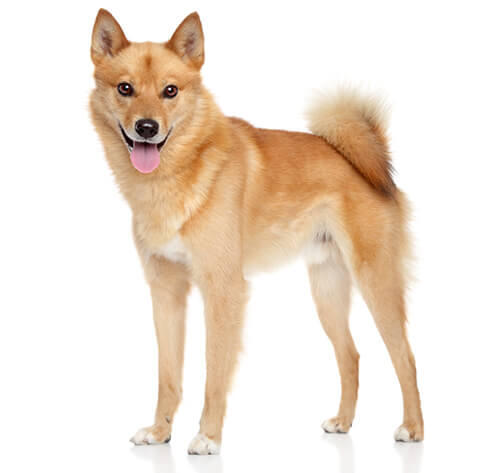 Finnish Spitz