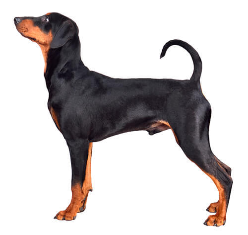 German Pinscher