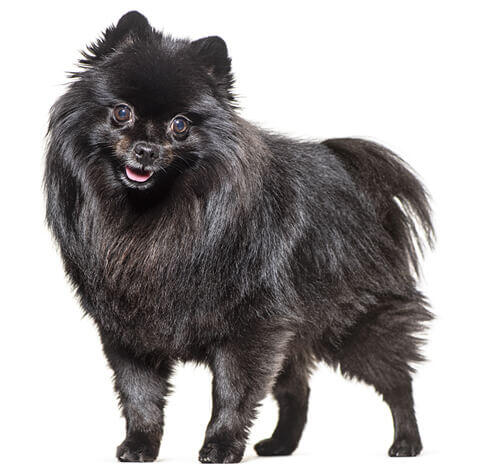 German Spitz Mittel