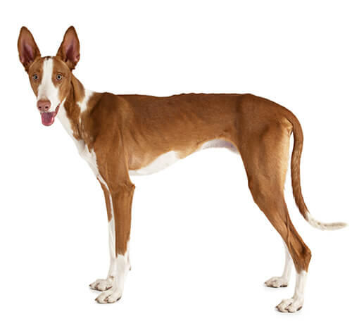 Ibizan Hound (Short/smooth coat)