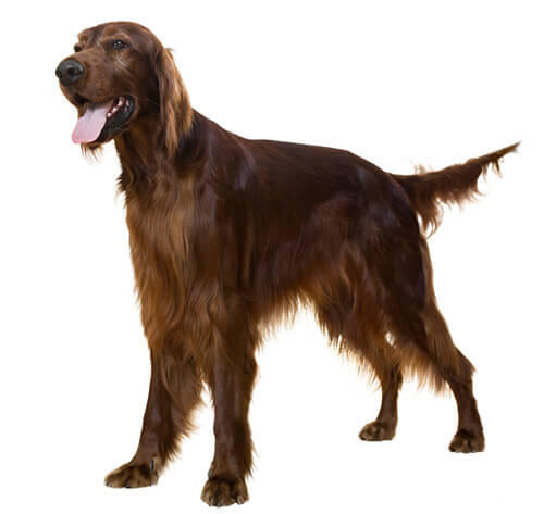 Irish Setter