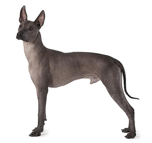 Mexican Hairless Dog