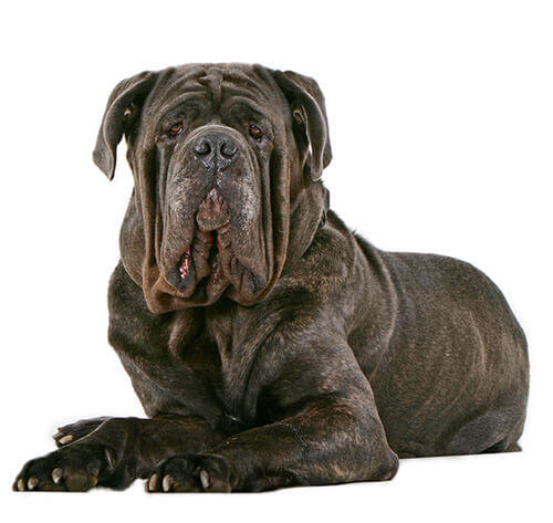 Neapolitan Mastiff