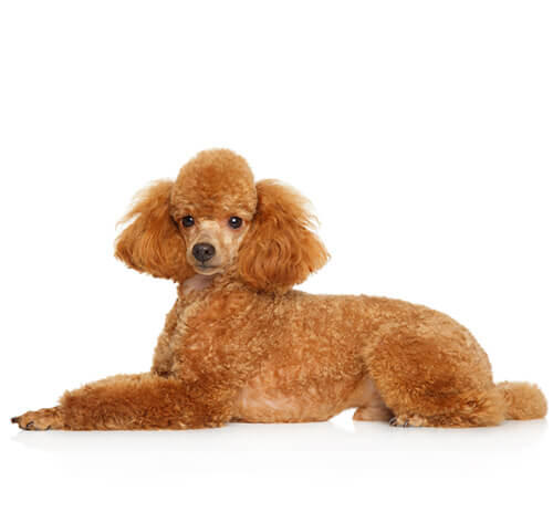 Poodle (Miniature)