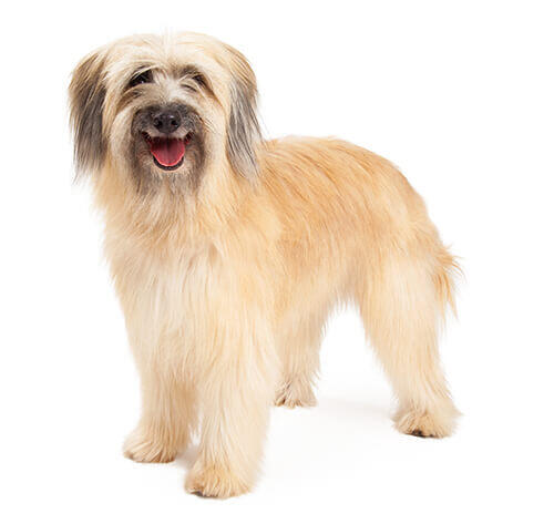 Pyrenean Sheepdog