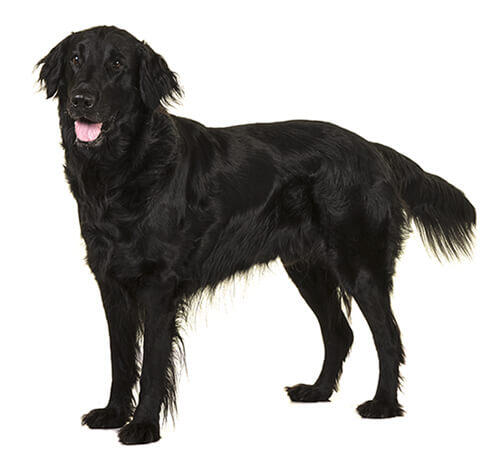 Retriever (Flat Coated)