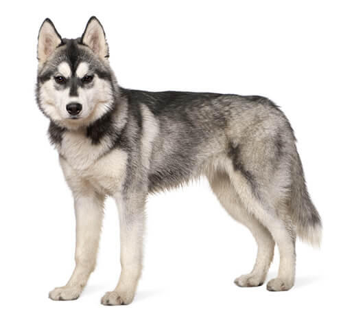 Siberian Husky