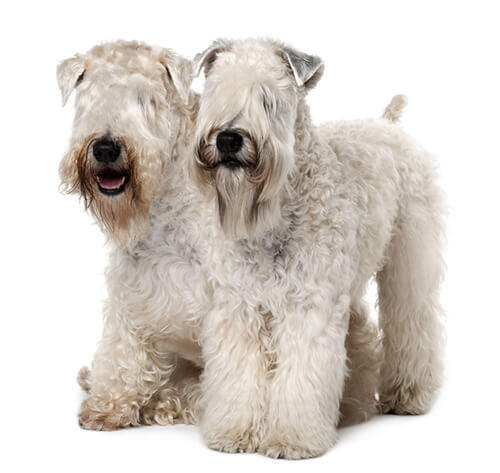 Soft Coated Wheaten Terrier