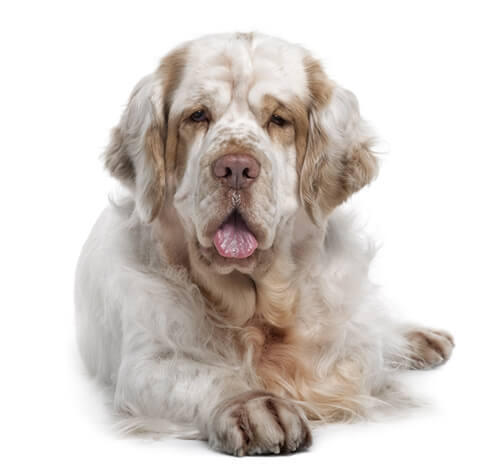 Clumber Spaniel