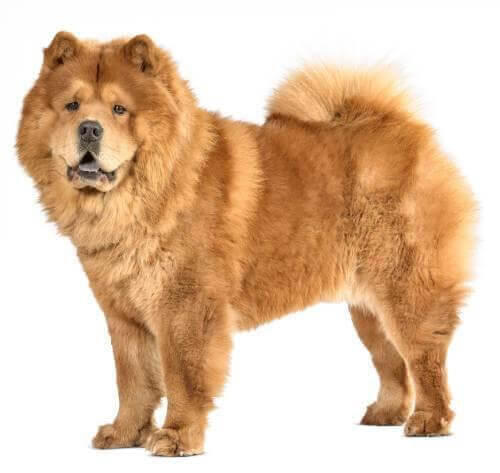 Chow Chow (Smooth)