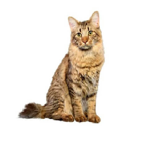 American Bobtail