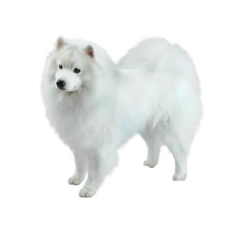 American Eskimo