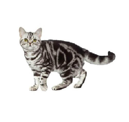 American Shorthair