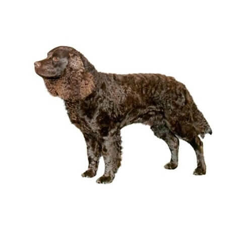 American Water Spaniel