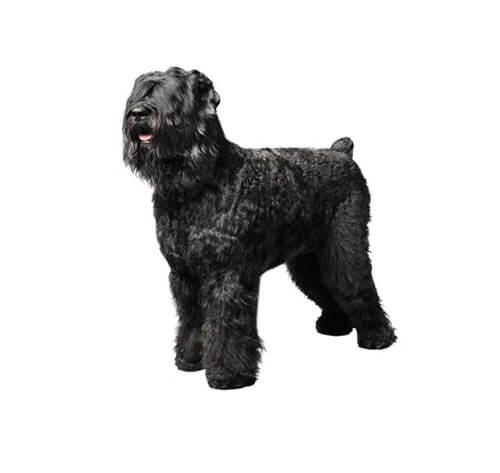 Black Russian Terrier