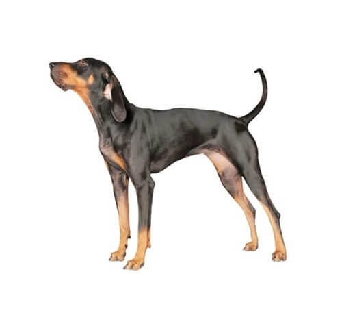 Black and Tan Coonhound