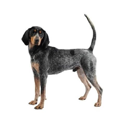 Bluetick Coonhound