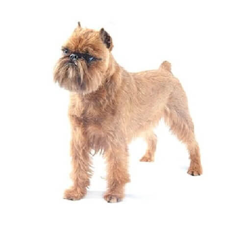 Brussels Griffon