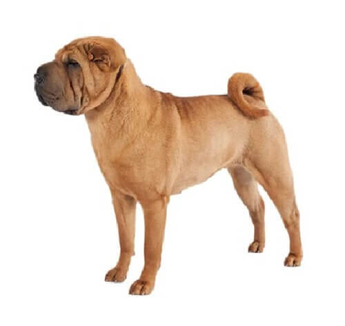 Chinese Shar Pei