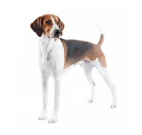 English Foxhound