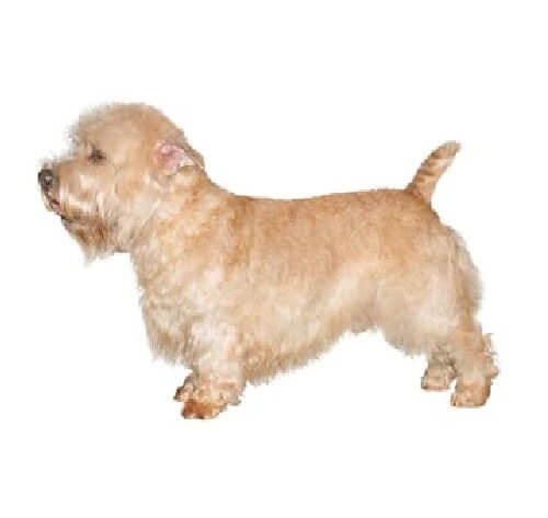 Glen of Imaal Terrier