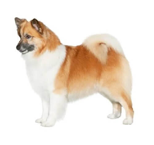 Icelandic Sheepdog