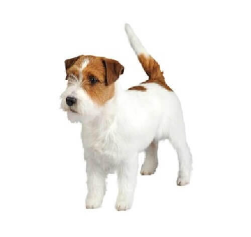 Jack Russell Terriers