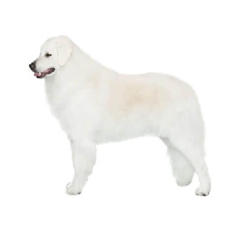 Kuvasz