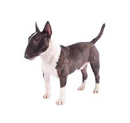 Miniature Bull Terrier