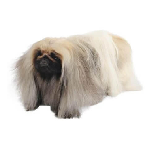 Pekingese