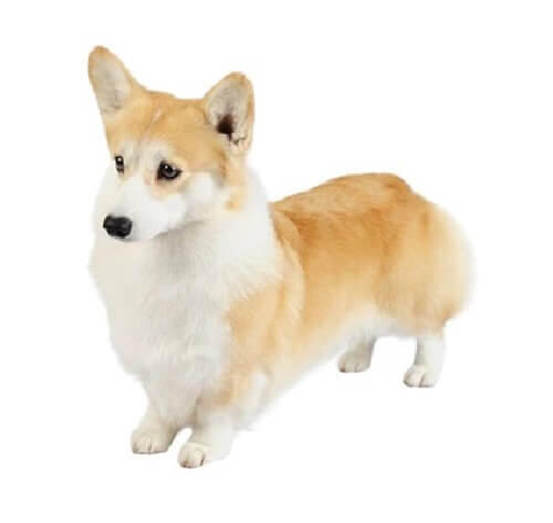 Pembroke Welsh Corgi