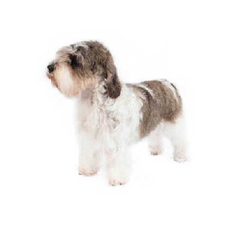 Petit Basset Griffon Vendeen