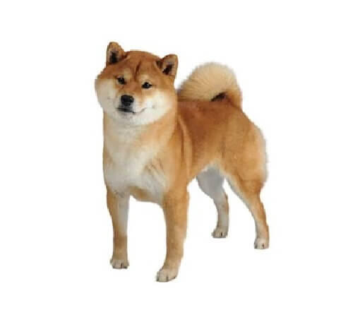 Shiba Inu